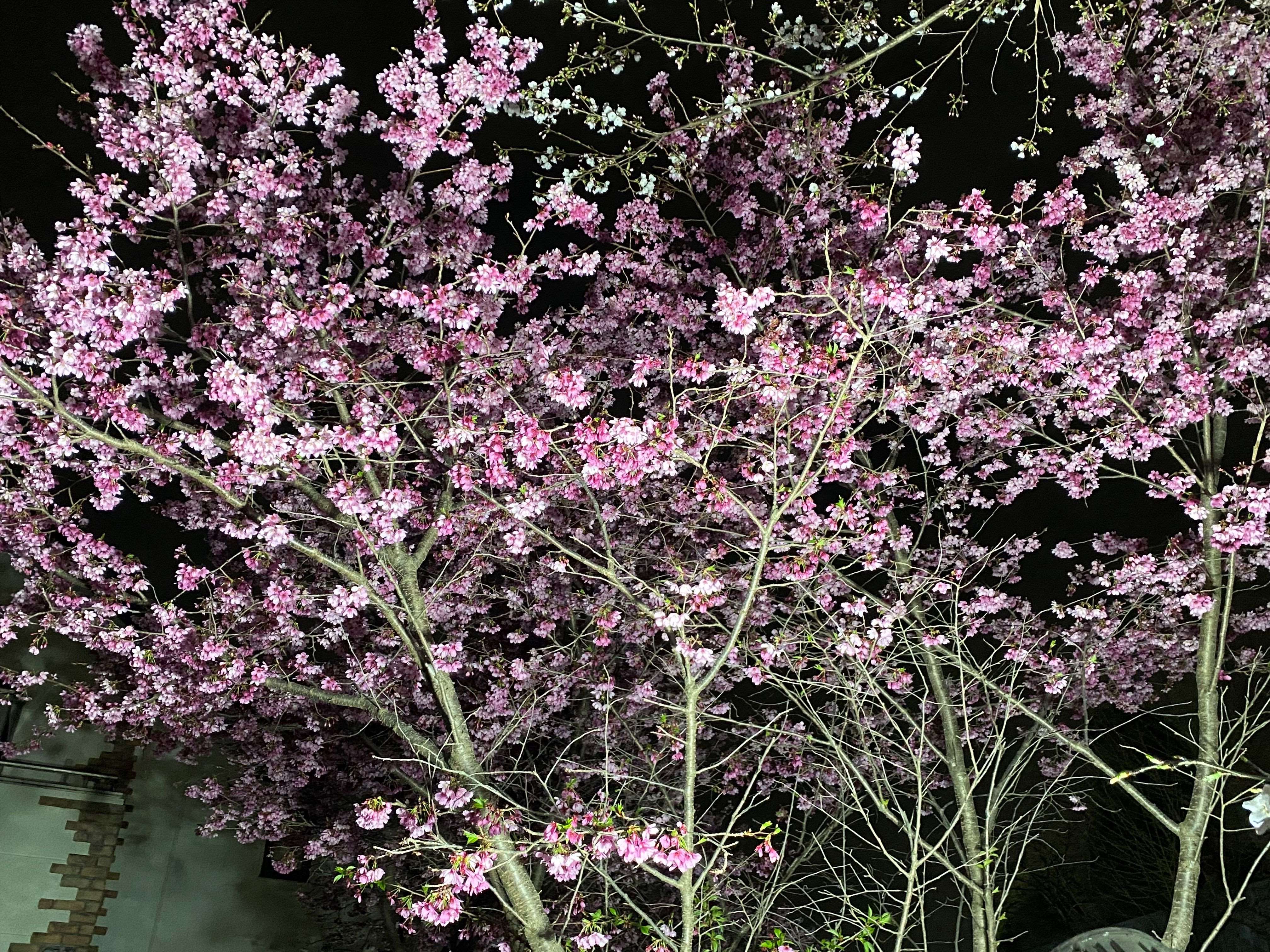 桜